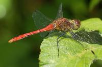 Sympetrum sanguineum