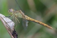 Sympetrum meridionale