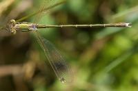 Lestes barbarus