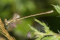 Lestes barbarus