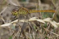 Sympetrum meridionale