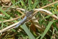 Orthetrum coerulescens