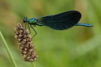 Calopteryx virgo