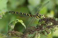 Cordulegaster boltonii