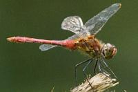 Sympetrum sanguineum