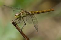 Sympetrum meridionale