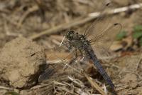 Orthetrum cancellatum