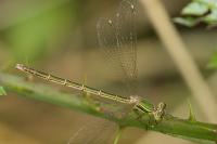 Lestes barbarus