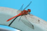 Sympetrum sanguineum