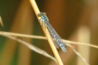 Enallagma cyathigerum