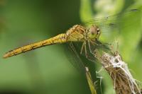 Sympetrum meridionale