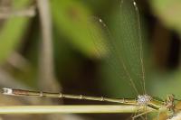 Lestes barbarus