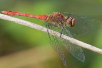 Sympetrum sanguineum