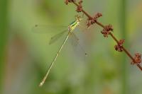 Lestes barbarus