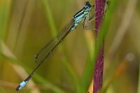 Ischnura elegans