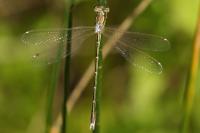 Lestes barbarus