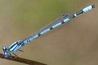 Enallagma cyathigerum