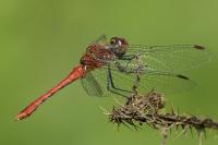 Sympetrum sanguineum