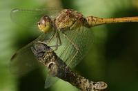 Sympetrum meridionale
