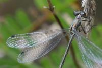 Lestes sponsa