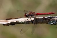 Sympetrum sanguineum