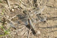 Orthetrum cancellatum