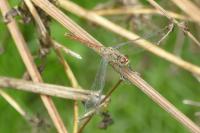 Sympetrum sanguineum