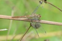 Sympetrum sanguineum
