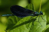 Calopteryx virgo