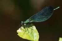 Calopteryx virgo
