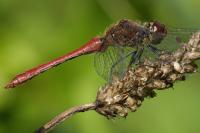 Sympetrum sanguineum
