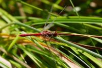 Sympetrum sanguineum