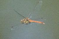 Sympetrum sanguineum