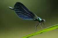 Calopteryx virgo