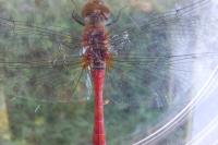 Sympetrum sanguineum
