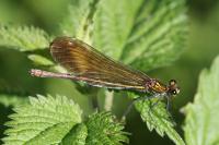 Calopteryx virgo