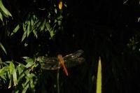 Sympetrum meridionale
