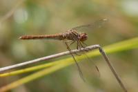 Sympetrum meridionale
