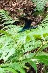 Calopteryx virgo