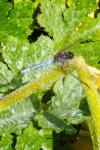 Orthetrum coerulescens