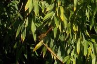 Sympetrum meridionale