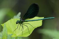 Calopteryx virgo