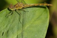 Sympetrum meridionale