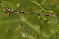 Lestes barbarus