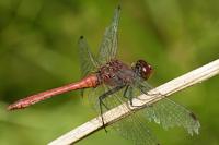 Sympetrum sanguineum