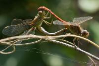 Sympetrum meridionale