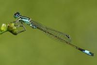 Ischnura elegans