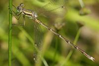 Lestes barbarus