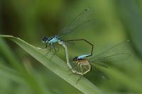 Ischnura elegans