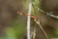 Sympetrum meridionale